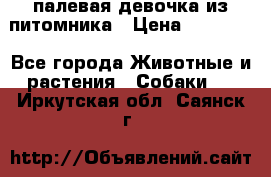 палевая девочка из питомника › Цена ­ 40 000 - Все города Животные и растения » Собаки   . Иркутская обл.,Саянск г.